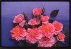 Renny rose photo