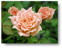 Baby Darling rose photo