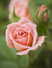 Baby Darling rose photo