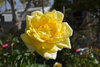 Lemon Glow rose photo