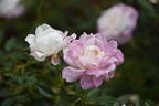 Cinderella rose photo