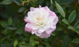 Cinderella rose photo