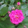 Gabrielle Privat rose photo