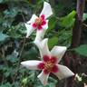Cream Babylon Eyes rose photo