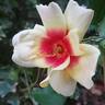 Glorious Babylon Eyes rose photo