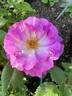Frances Sims rose photo