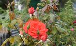 Strawberry Crush rose photo