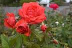 Strawberry Crush rose photo
