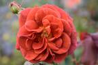 Colourbreak rose photo