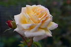 Queen Nefertiti rose photo