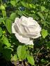 Mademoiselle Louise Cretté rose photo