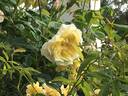 Céline Forestier rose photo