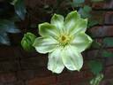 Guernsey Cream clematis photo