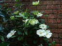 Guernsey Cream clematis photo