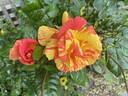 Pandemonium rose photo