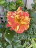 Pandemonium rose photo