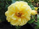 Inka rose photo
