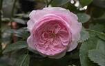 Mon Coeur rose photo