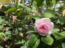 Mon Coeur rose photo