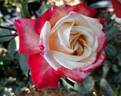 Tan Cho rose photo
