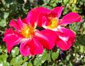 Golden Eye rose photo