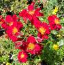 The Phantom rose photo