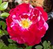 Candy Sunblaze ® rose photo