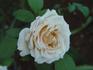 Darling Annabelle rose photo