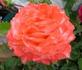 Seashell rose photo