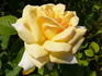 Altesse ® rose photo