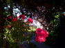 Gites de France rose photo