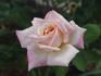 Thriller rose photo