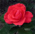 Aventure No. 2 rose photo