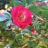 Scarlet Meillandécor rose photo