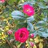 Scarlet Meillandécor rose photo