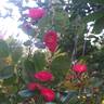 Scarlet Meillandécor rose photo