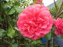 Rosarium Uetersen rose photo