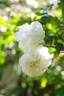 Louise d'Arzens rose photo