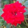 Global Hit rose photo