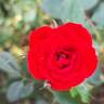 Global Hit rose photo