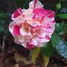 Camille Pissarro ™ rose photo