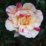 Camille Pissarro ™ rose photo