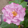 Odyssey rose photo