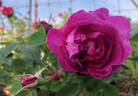 Ardoisée de Lyon rose photo