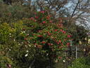 Monsieur Tillier rose photo