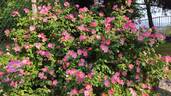 Complicata rose photo