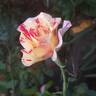 Camille Pissarro ™ rose photo