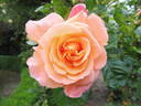 Barbara Ann rose photo