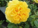 Inka rose photo