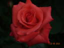 Ave Maria ® rose photo